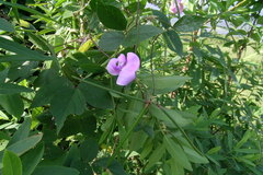 Vigna vexillata